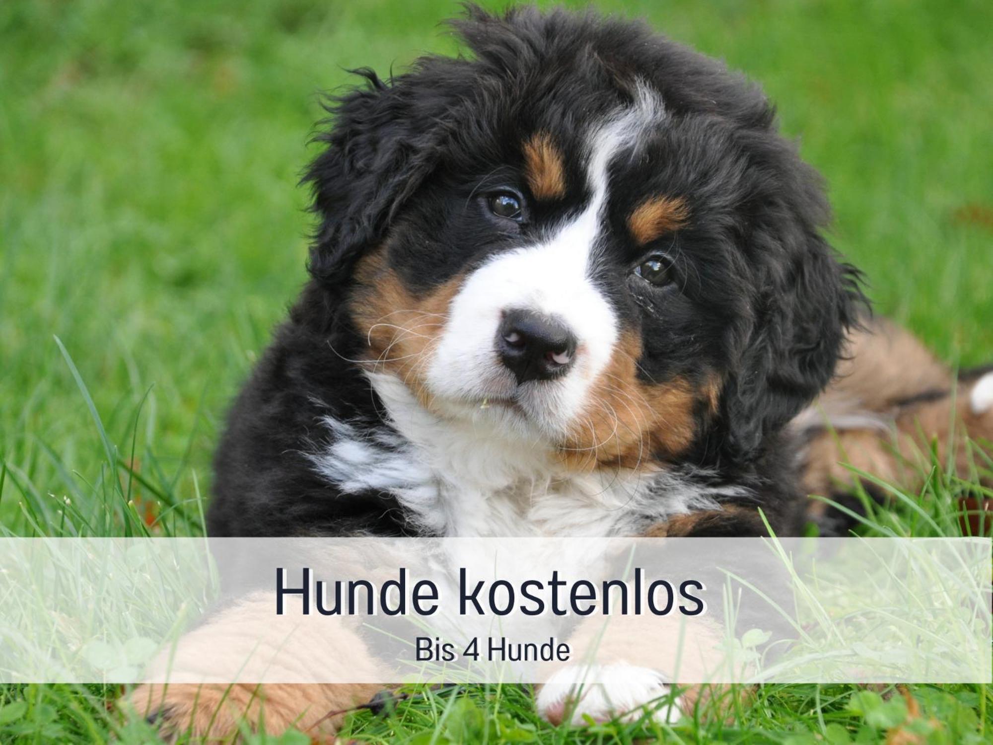 Am Feldrain - Urlaub Mit Hund Im Weserbergland Munden  Exterior photo